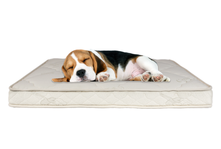 latex dog mattress